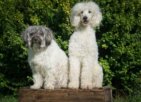 H-407 Perritos Poodle